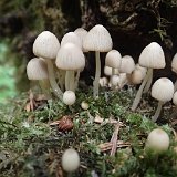 126 w Bord_omsko-Charagulskim Parku Narodowym